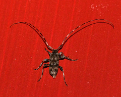 Acanthocinus pusillus