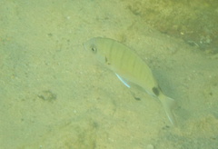 Diplodus sargus