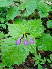 Salvia acerifolia