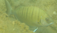 Diplodus sargus