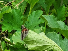 Vanessa virginiensis