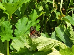 Vanessa virginiensis