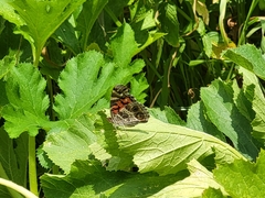 Vanessa virginiensis