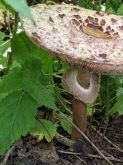 Chlorophyllum brunneum
