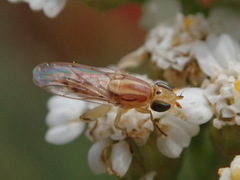 Meromyza saltatrix