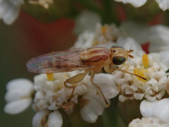 Meromyza saltatrix