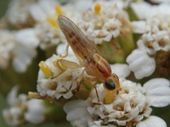 Meromyza saltatrix