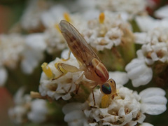Meromyza saltatrix