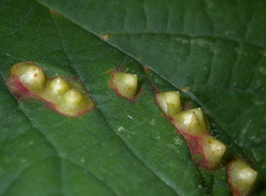 Didymomyia tiliacea