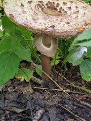 Chlorophyllum brunneum