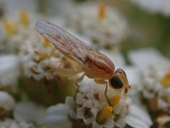 Meromyza saltatrix
