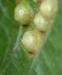 Didymomyia tiliacea
