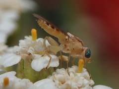 Meromyza saltatrix
