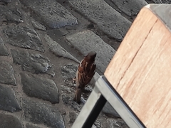 Passer domesticus