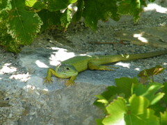 Lacerta trilineata polylepidota