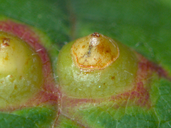 Didymomyia tiliacea