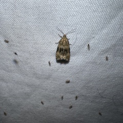 Argyrotaenia franciscana