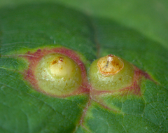 Didymomyia tiliacea