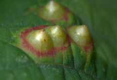 Didymomyia tiliacea