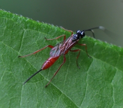 Mesostenus gracilis