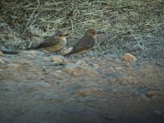 Muscicapa striata balearica