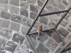 Passer domesticus