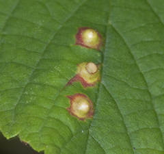 Didymomyia tiliacea