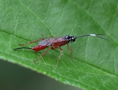 Mesostenus gracilis