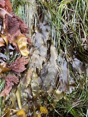 Desmarestia ligulata