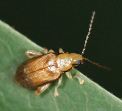 Systena marginalis