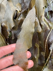 Desmarestia ligulata