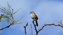 Rhynchospiza strigiceps