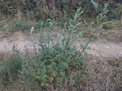 Artemisia vulgaris