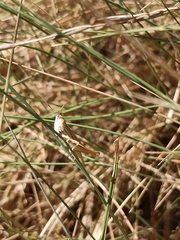 Euchorthippus elegantulus