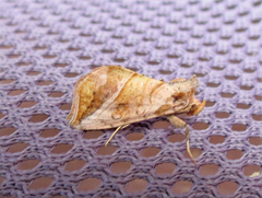 Pseudeva purpurigera