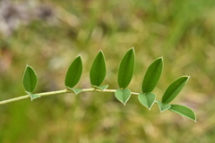 Onobrychis montana