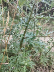 Artemisia vulgaris