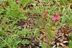 Onobrychis montana