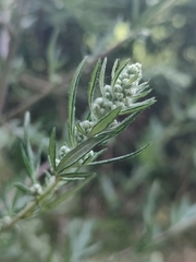 Artemisia vulgaris