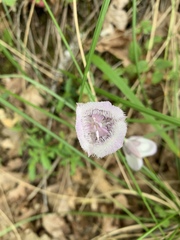 Calochortus elegans