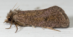 Acrolophus propinqua