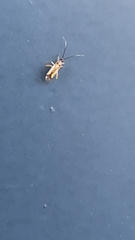 Campyloneura virgula