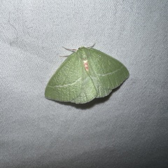 Chlorosea banksaria