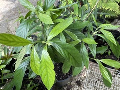 Psychotria viridis