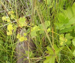 Alchemilla subcrenata