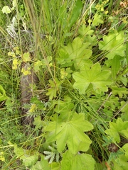 Alchemilla subcrenata