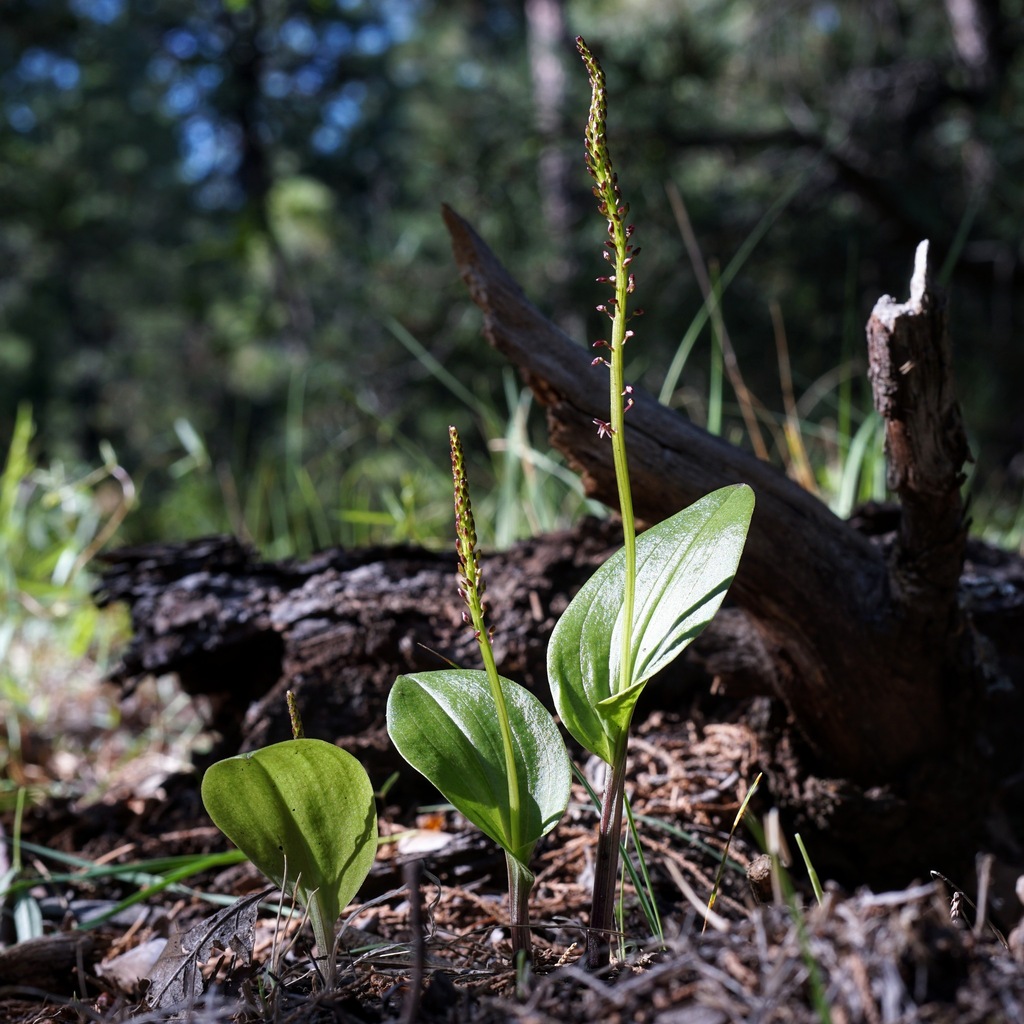 Tamayorkis porphyrea