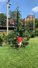 Cupressus nootkatensis