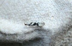 Coleotechnites atrupictella