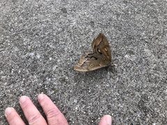 Antheraea polyphemus